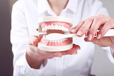 The image features a person holding an open dental model, with a focus on the teeth and gum area.